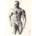 Bodybuilder | Drawing on paper framed